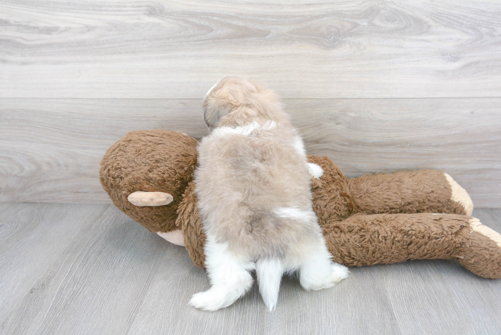 Shih Pom Pup Being Cute