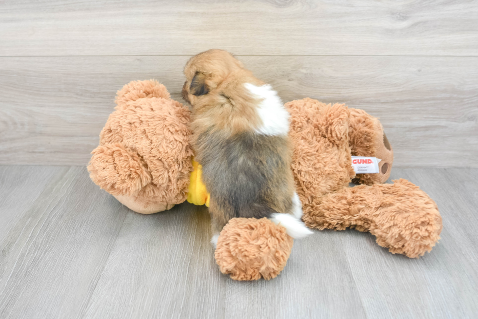 Shih Pom Pup Being Cute