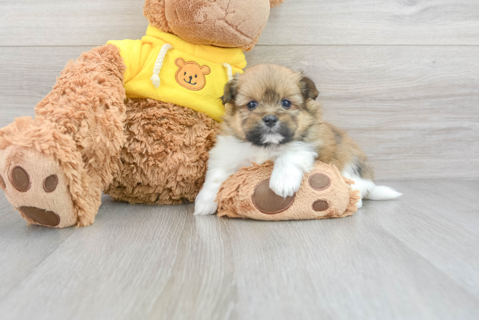 Playful Pomeranian Designer Puppy