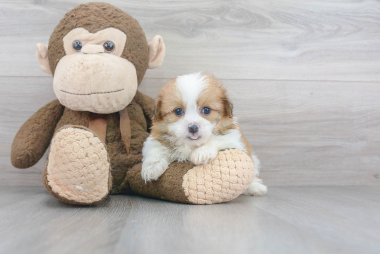 Shih Pom Pup Being Cute