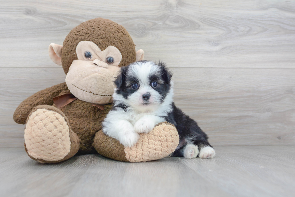 Shih Pom Puppy for Adoption