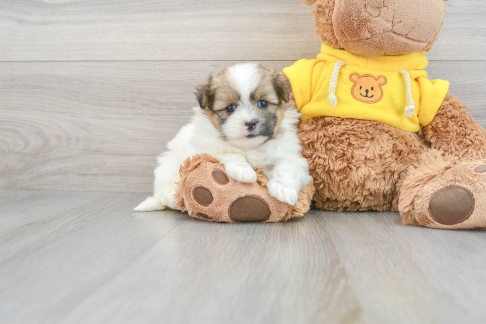 Friendly Shih Pom Baby