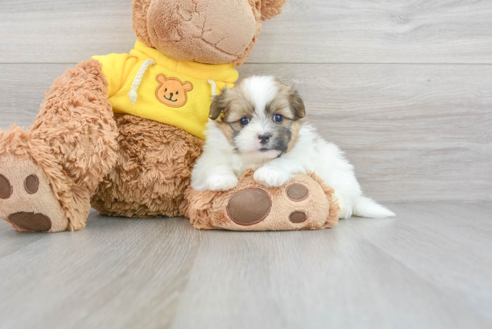 Shih Pom Puppy for Adoption