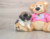 5 week old Shih Pom Puppy For Sale - Premier Pups