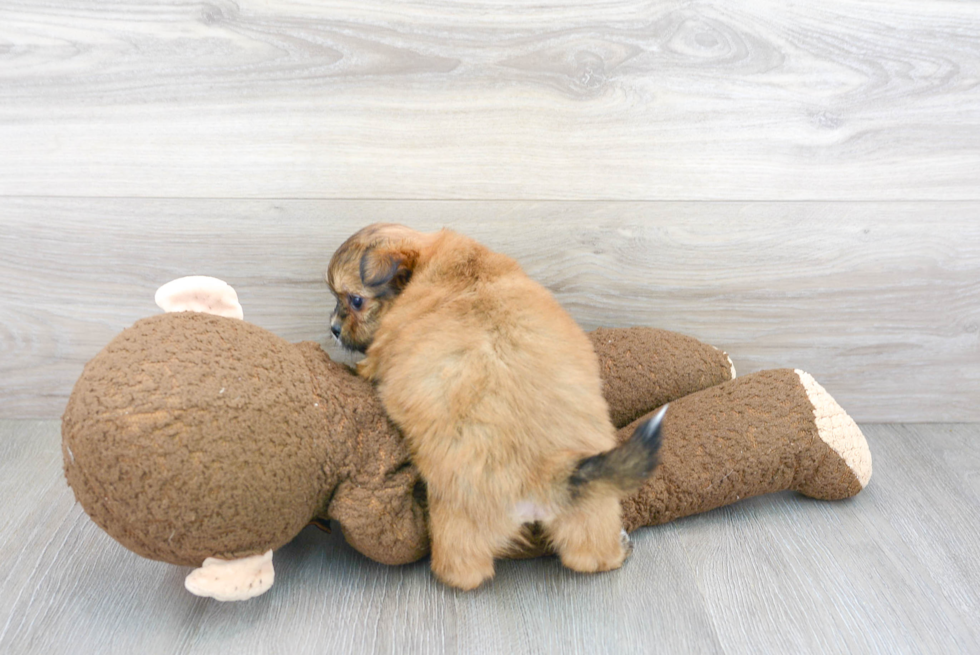 Cute Shih Pom Baby