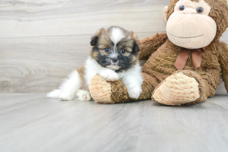 Cute Shih Pom Baby