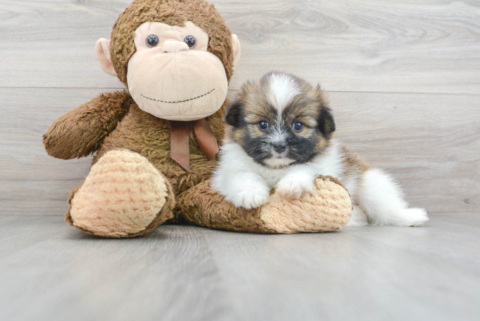 Shih Pom Pup Being Cute