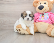 5 week old Shih Pom Puppy For Sale - Premier Pups