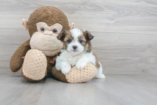 Best Shih Pom Baby