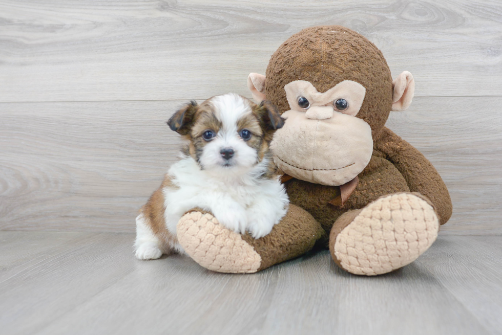 Shih Pom Pup Being Cute