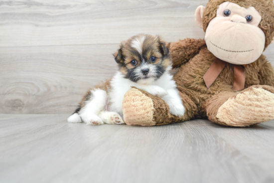 Shih Pom Pup Being Cute