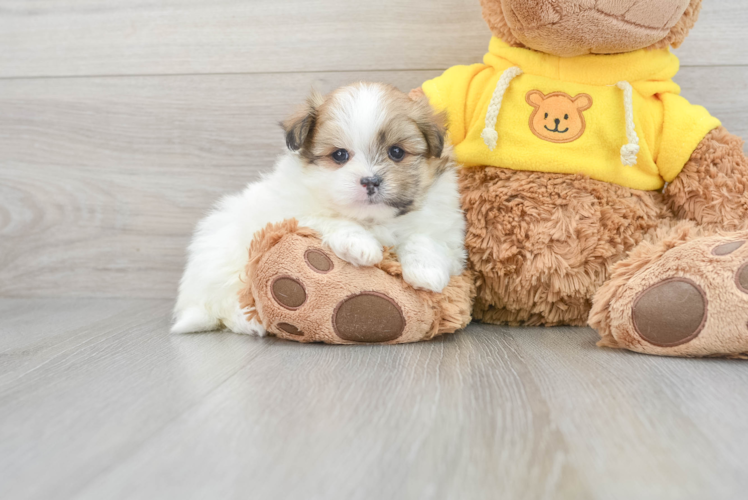 Hypoallergenic Pomshi Designer Puppy