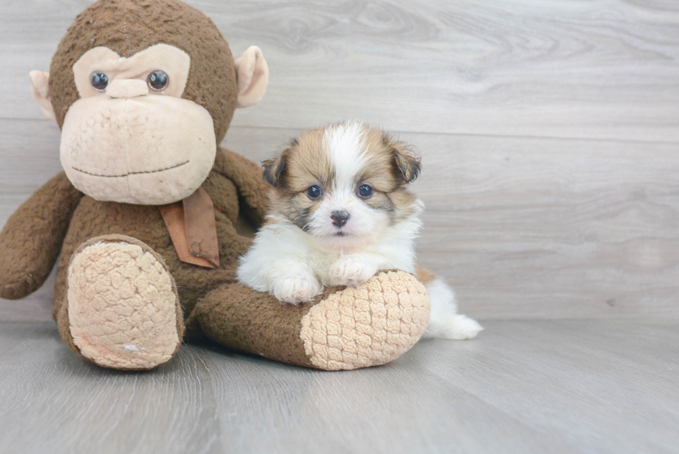 Fluffy Shih Pom Designer Pup