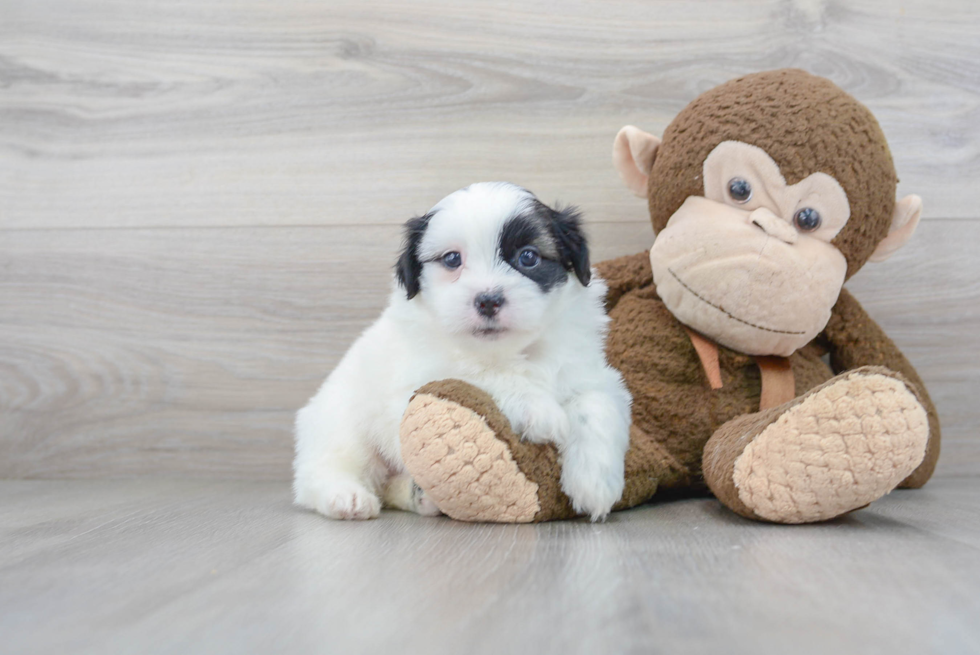 Small Shih Pom Baby