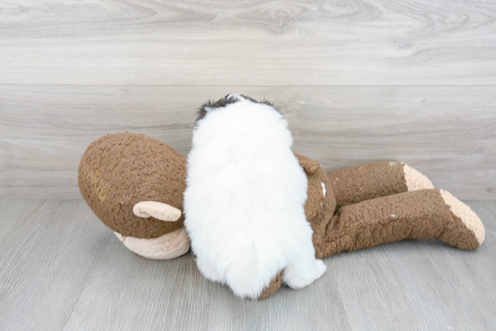 Petite Shih Pom Designer Pup