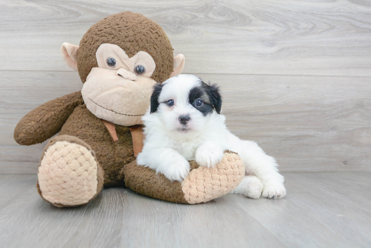 Little Pomatzu Designer Puppy