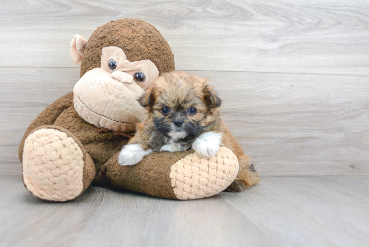 Shih Pom Puppy for Adoption