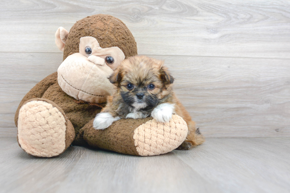 Shih Pom Puppy for Adoption