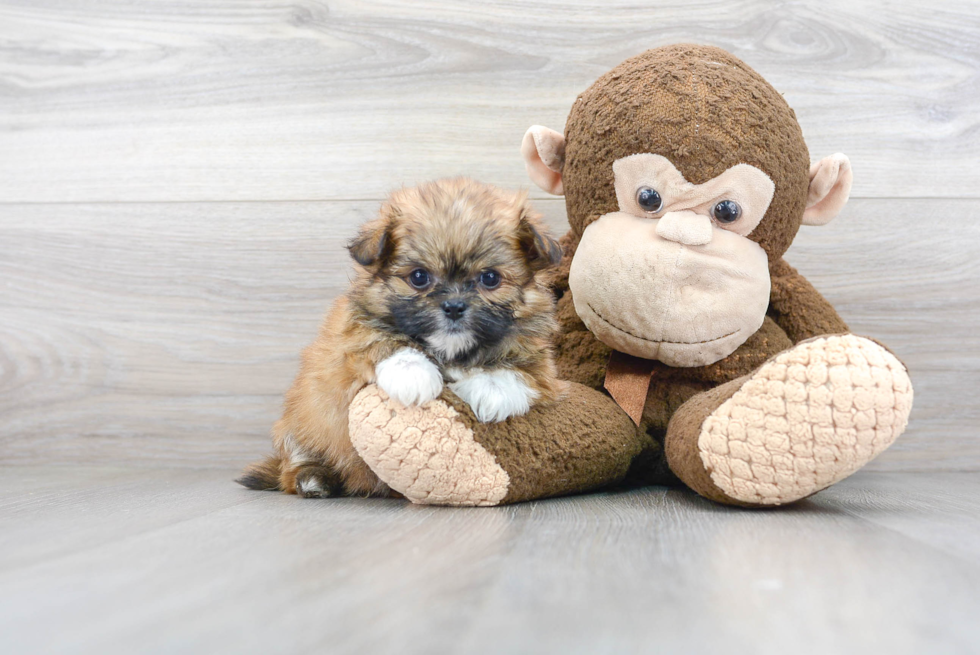 Fluffy Shih Pom Designer Pup