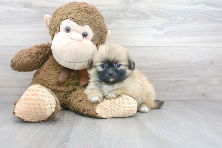 Shih Pom Pup Being Cute