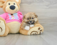 5 week old Shih Pom Puppy For Sale - Premier Pups