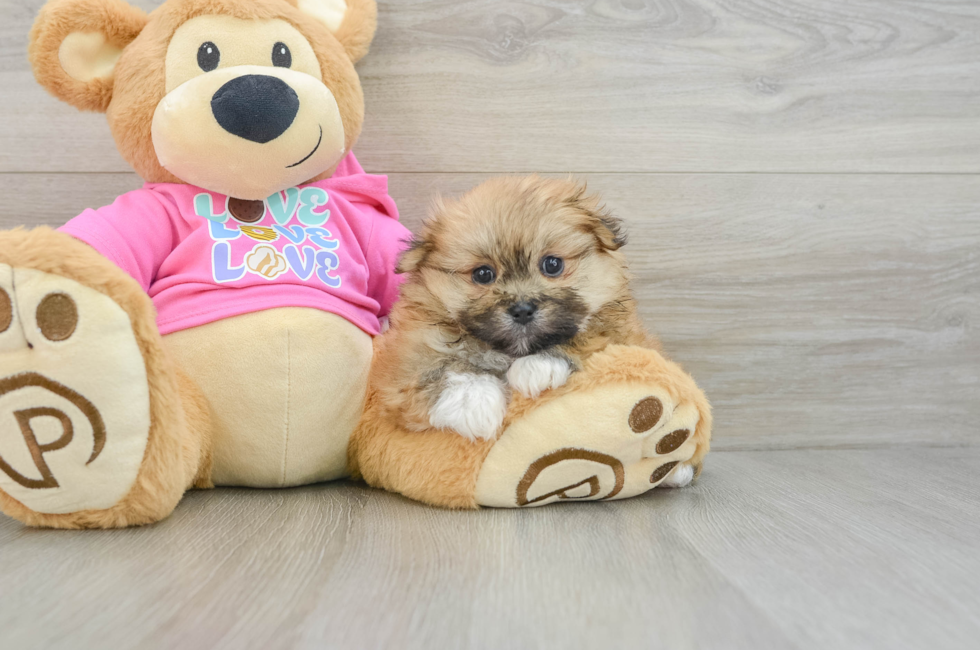 5 week old Shih Pom Puppy For Sale - Premier Pups