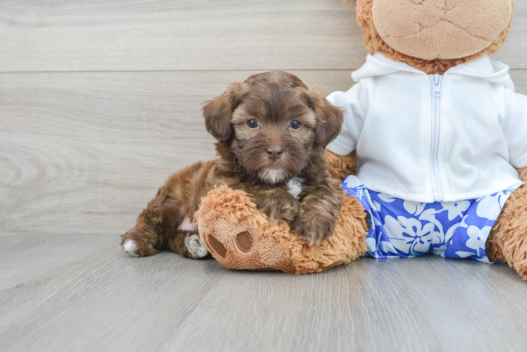 Happy Shih Poo Baby