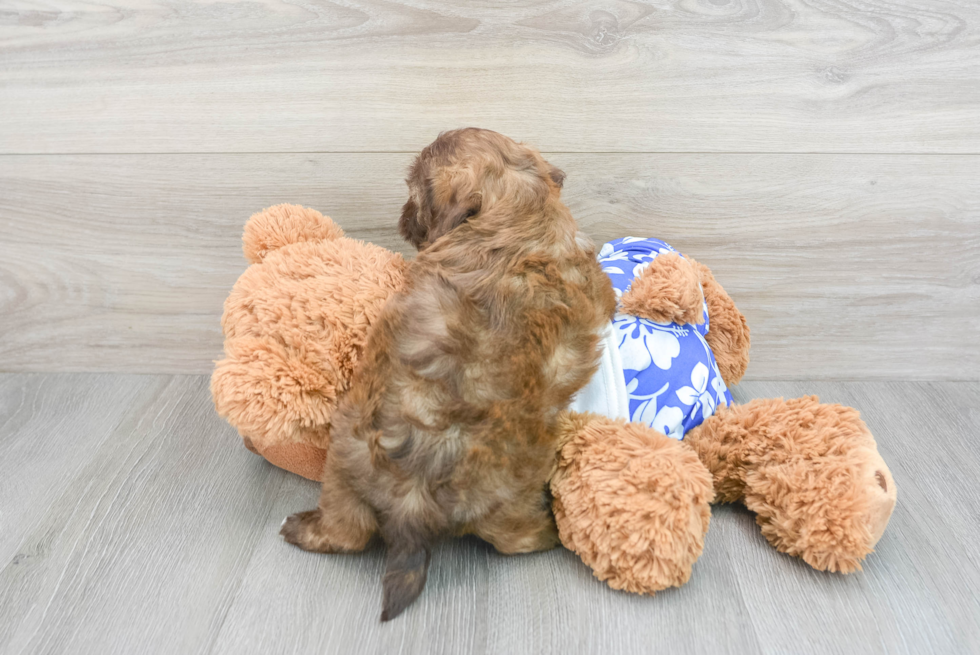 Best Shih Poo Baby