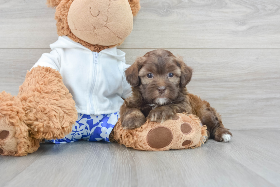 Funny Shih Poo Poodle Mix Pup