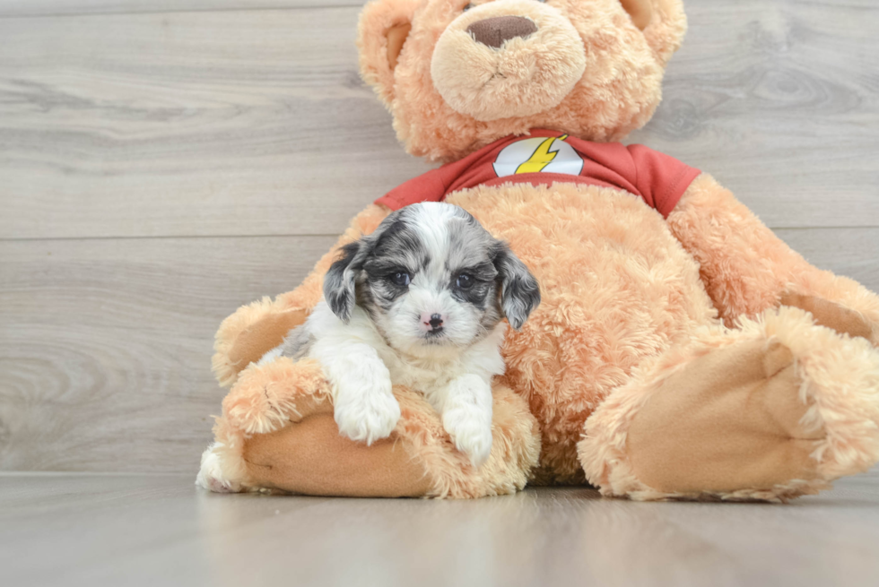 Shih Poo Puppy for Adoption