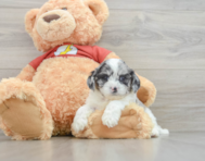 8 week old Shih Poo Puppy For Sale - Premier Pups