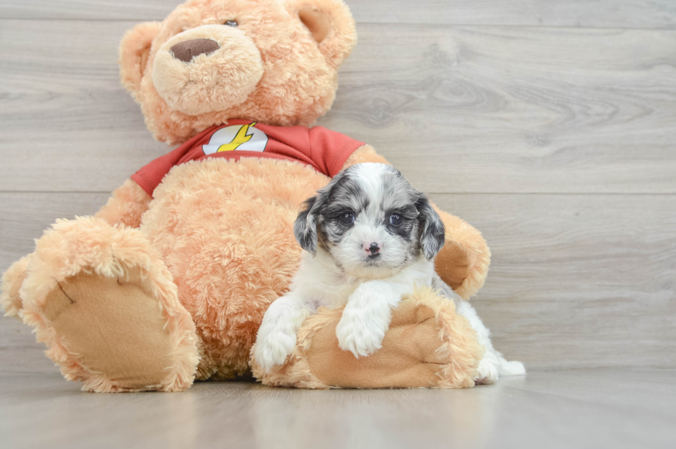 6 week old Shih Poo Puppy For Sale - Premier Pups