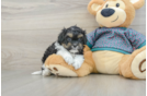 Sweet Shih Poo Baby