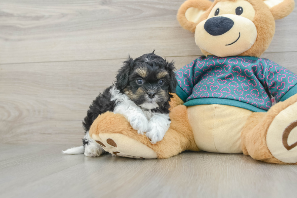 Sweet Shih Poo Baby