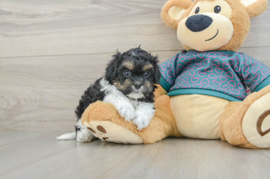 Sweet Shih Poo Baby