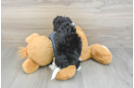 Shih Poo Puppy for Adoption