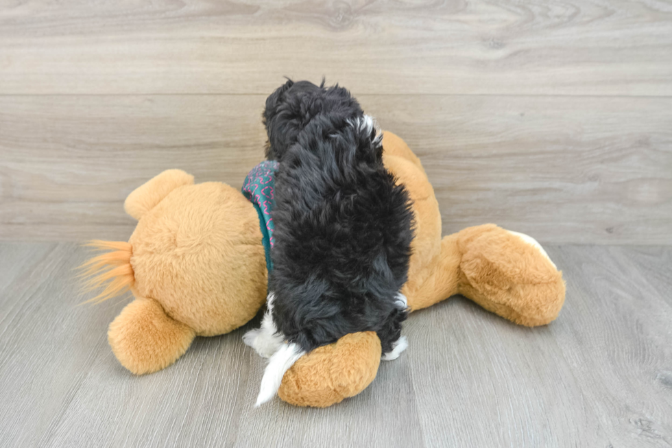 Shih Poo Puppy for Adoption