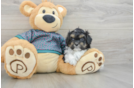 Funny Shih Poo Poodle Mix Pup