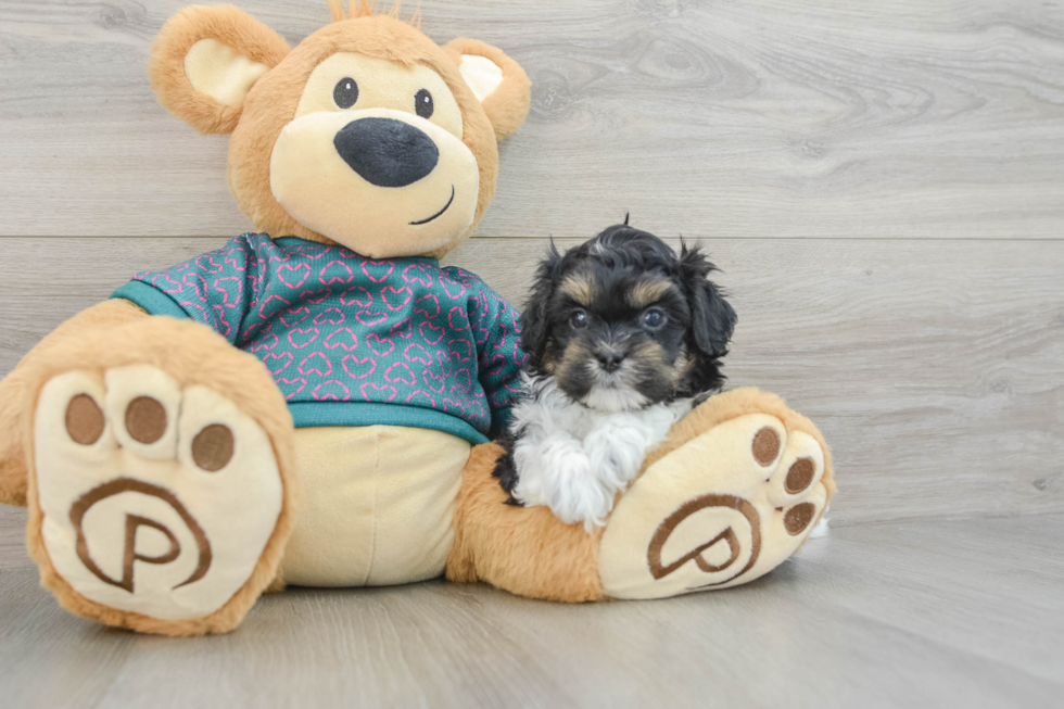 Funny Shih Poo Poodle Mix Pup