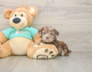5 week old Shih Poo Puppy For Sale - Premier Pups