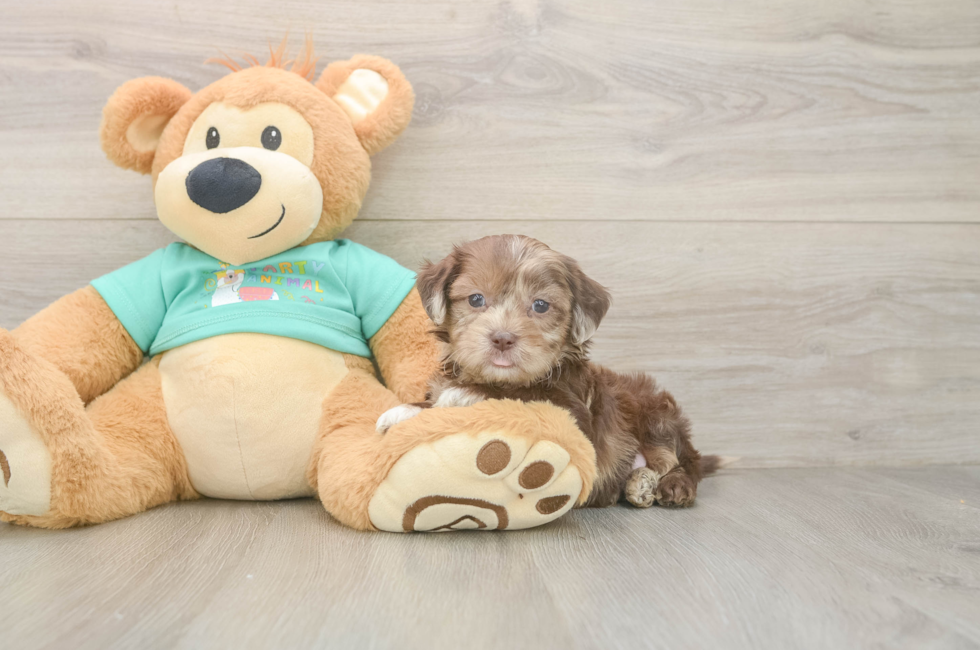 6 week old Shih Poo Puppy For Sale - Premier Pups