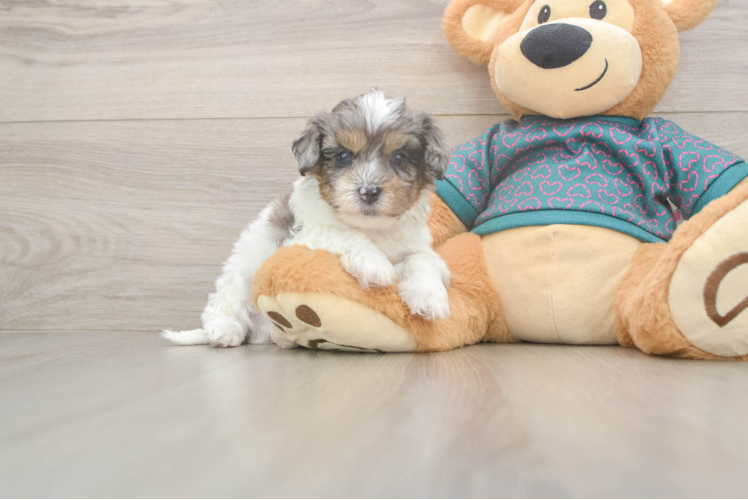 Shih Poo Pup Being Cute