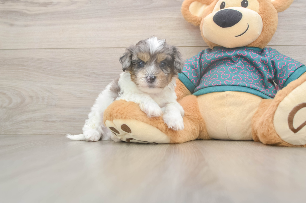 5 week old Shih Poo Puppy For Sale - Premier Pups