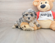 7 week old Shih Poo Puppy For Sale - Premier Pups
