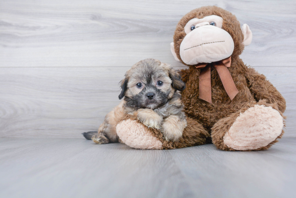 Energetic Shih Poo Poodle Mix Puppy