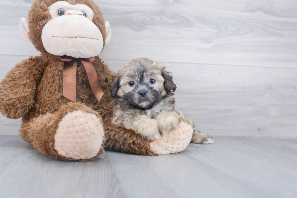 Shih Poo Puppy for Adoption