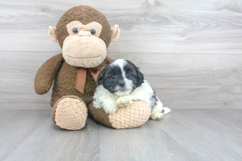 Playful Shihpoo Poodle Mix Puppy