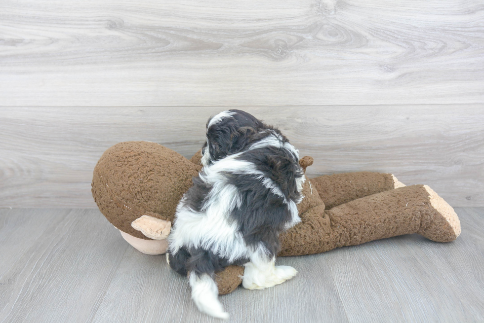 Shih Poo Pup Being Cute