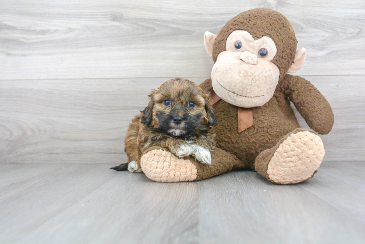 Sweet Shih Poo Baby