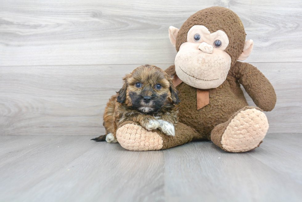 Sweet Shih Poo Baby